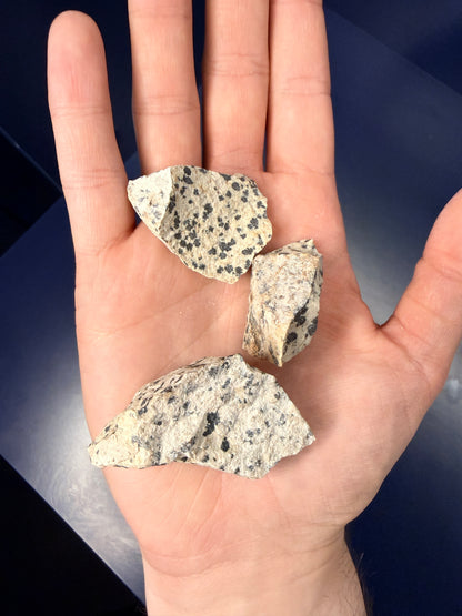 Dalmatian Jasper Raw