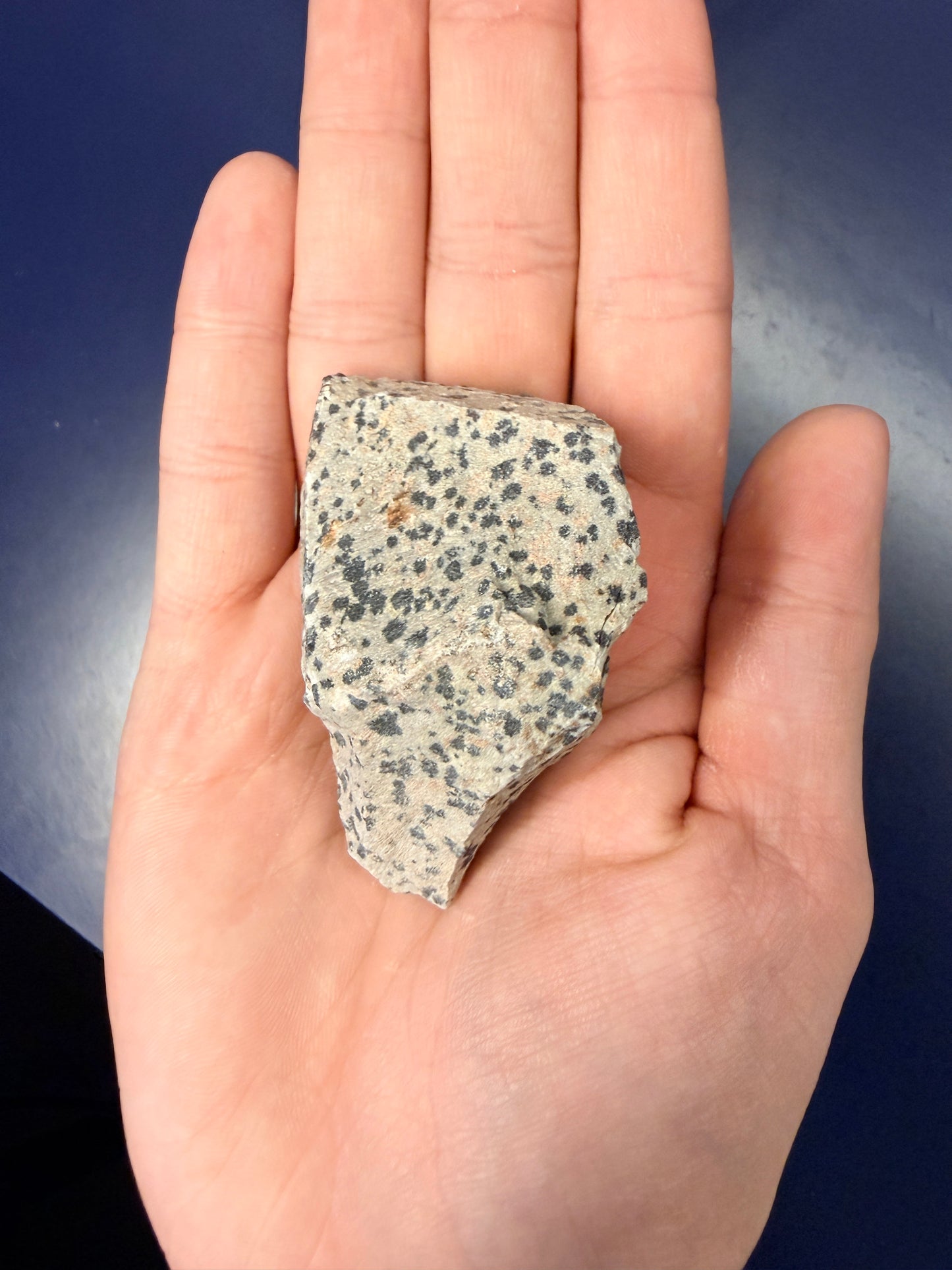Dalmatian Jasper Raw