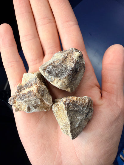 Raw Septarian