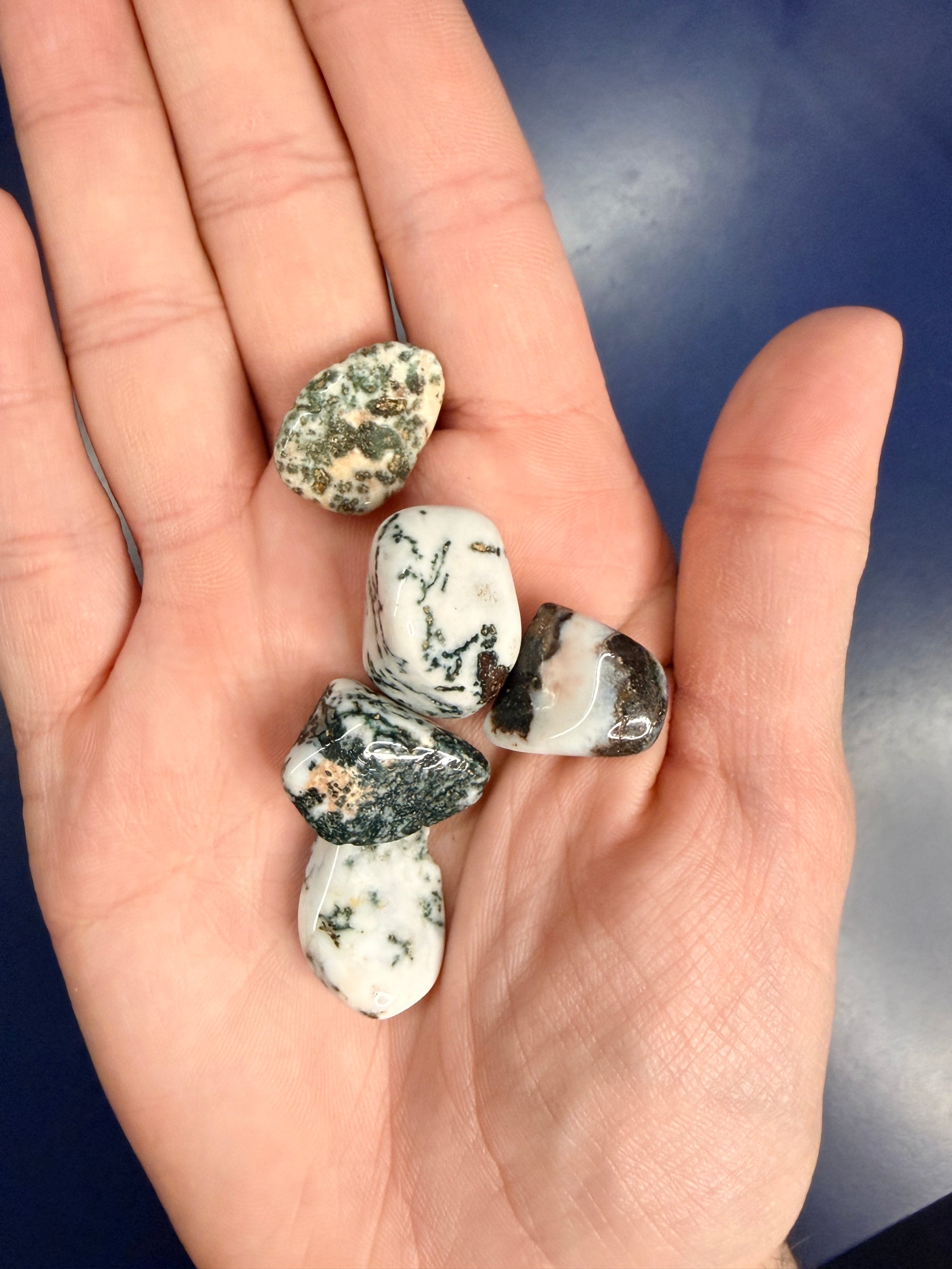 Hand holding five small, irregularly shaped tree agate tumbles with a blue background.